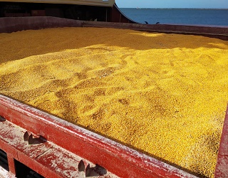 «Агрія» цього сезону перевантажила 217 тис. тонн зерна
